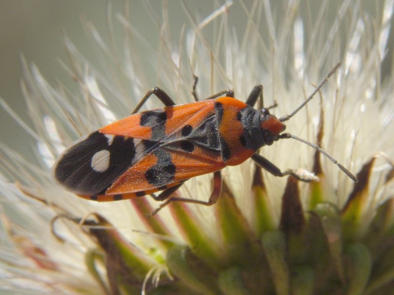 Lygaeus simulans Deckert, 1985